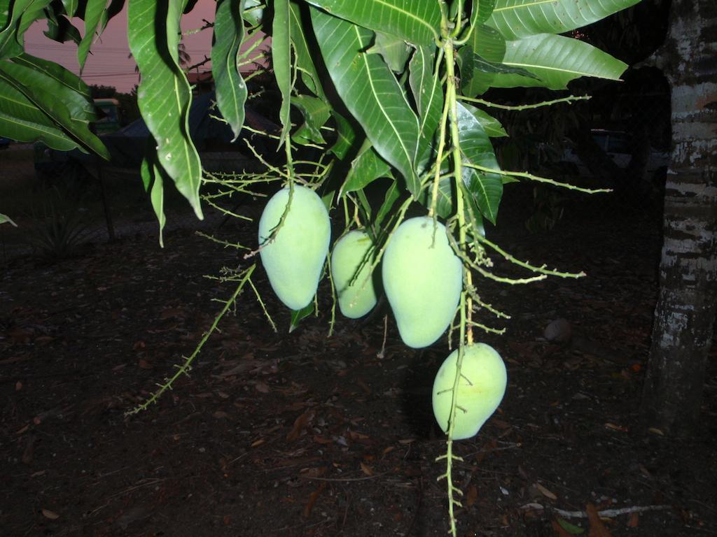 קודאט North Borneo Biostation Resort מראה חיצוני תמונה