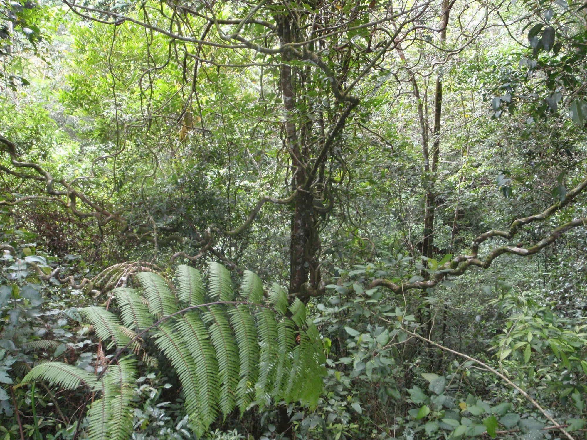 קודאט North Borneo Biostation Resort מראה חיצוני תמונה