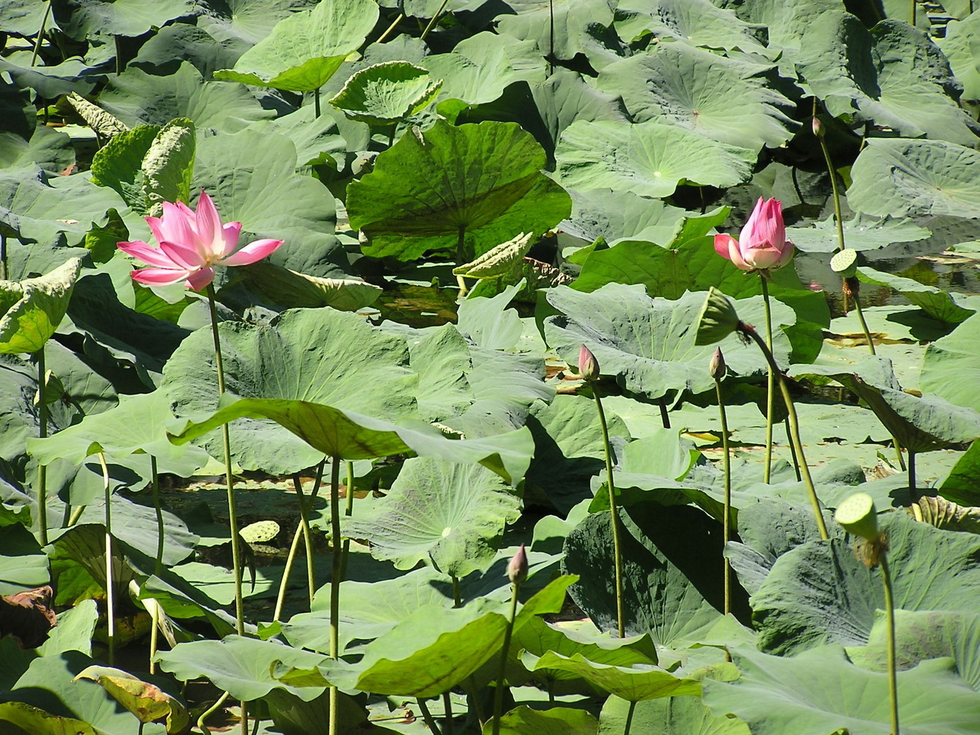קודאט North Borneo Biostation Resort מראה חיצוני תמונה